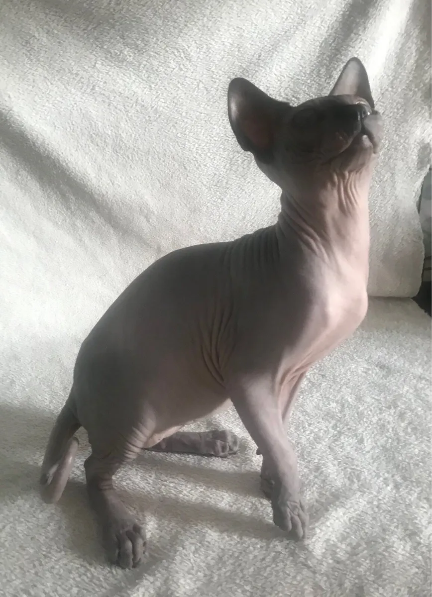 Sphynx cat - Image 1