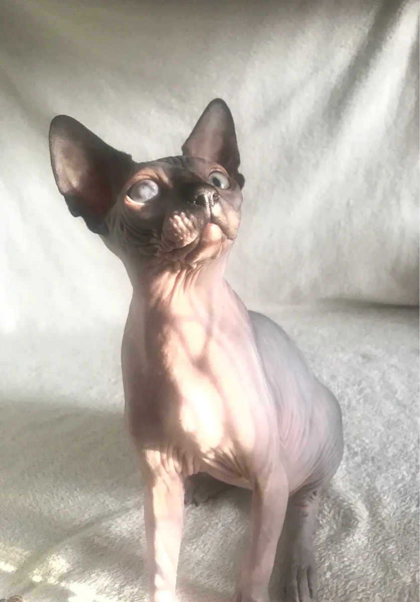 Sphynx cat - Image 2