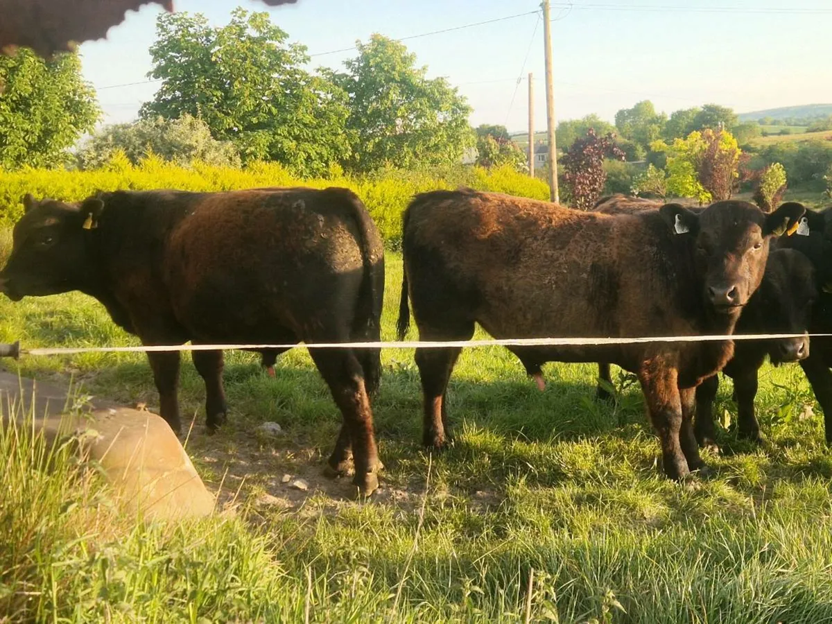 PBR AA BULLS - Image 4