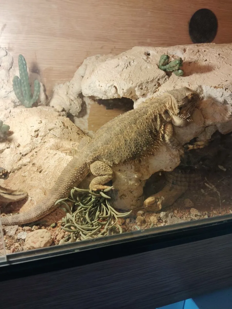 Bearded dragon - Image 1