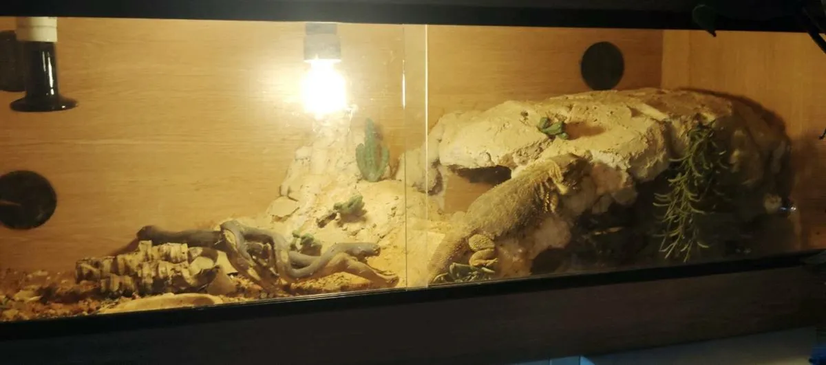 Bearded dragon - Image 2