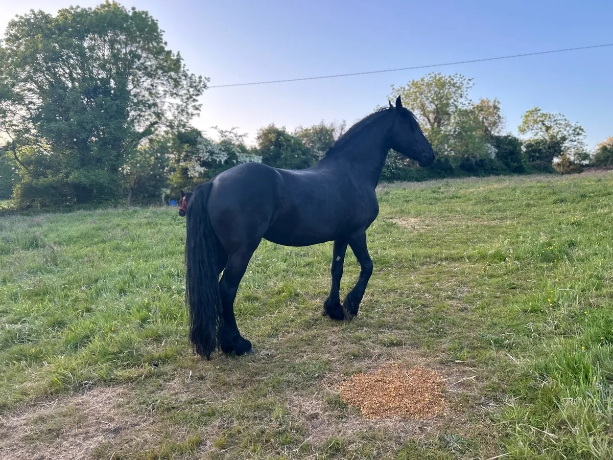 6 years old Friesian mare and Filly - Image 1