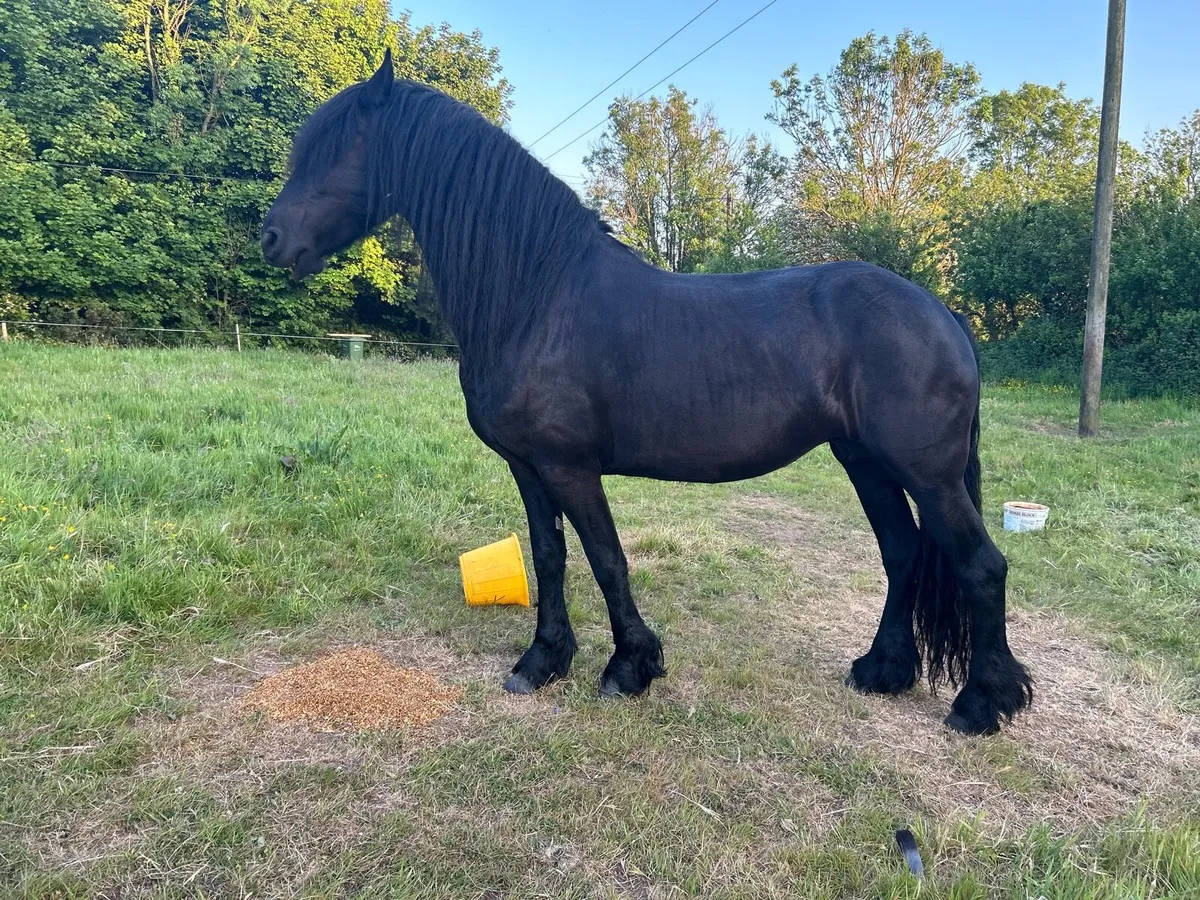 6 years old Friesian mare and Filly - Image 2