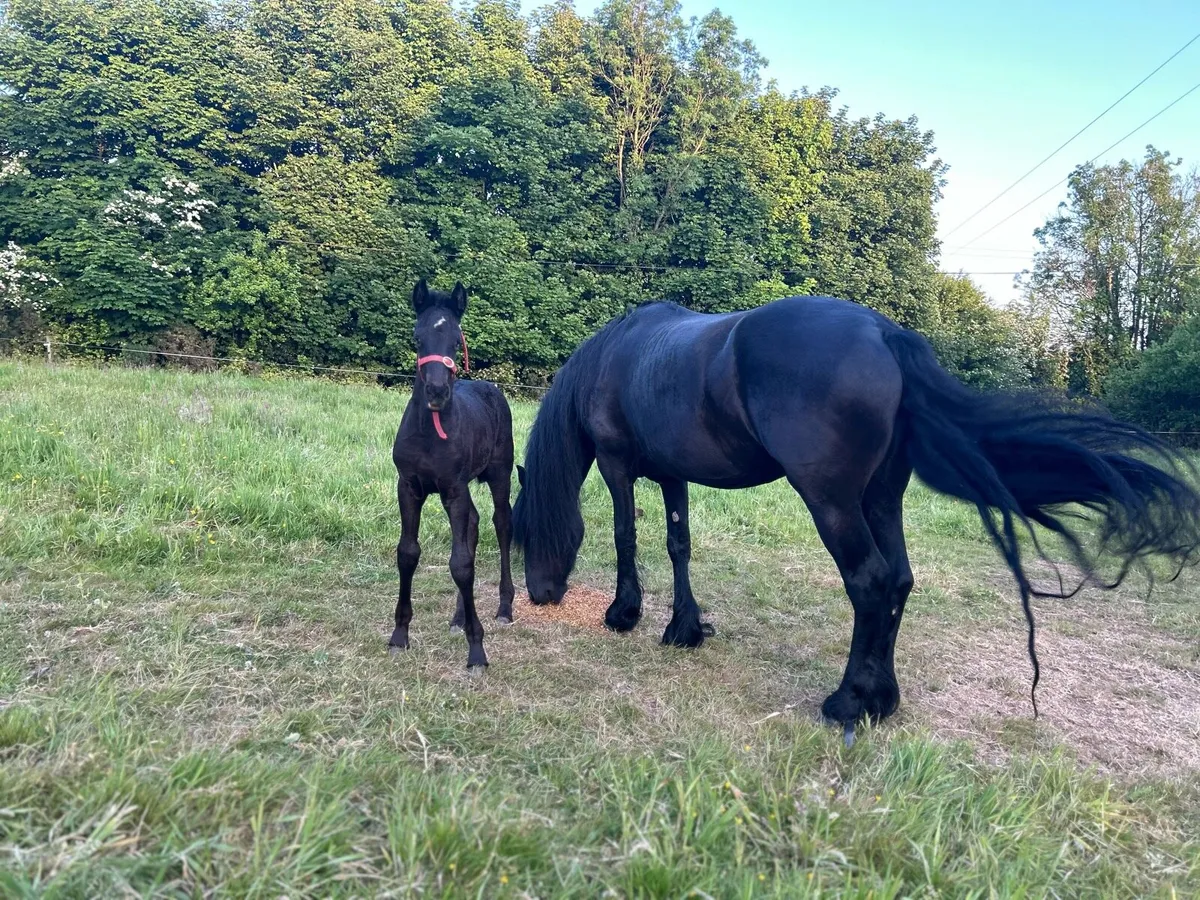 6 years old Friesian mare and Filly - Image 3