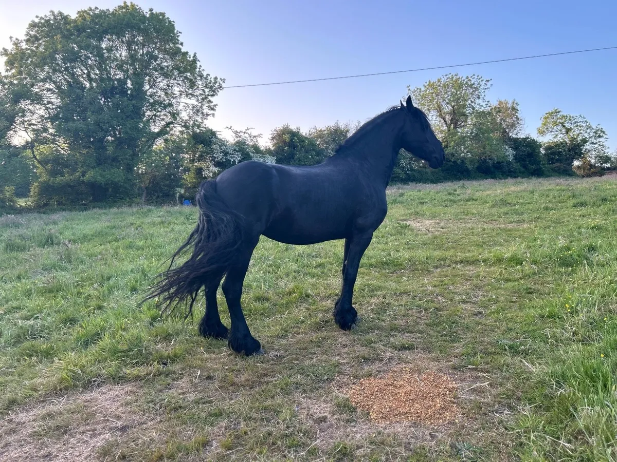 6 years old Friesian mare and Filly - Image 4