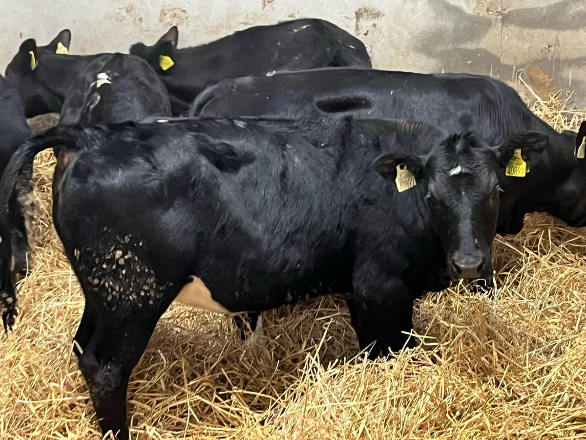 Super AA Heifer Weanlings - Image 1