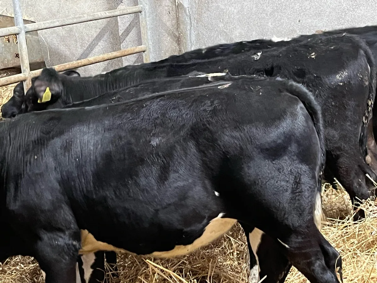 Super AA Heifer Weanlings - Image 2