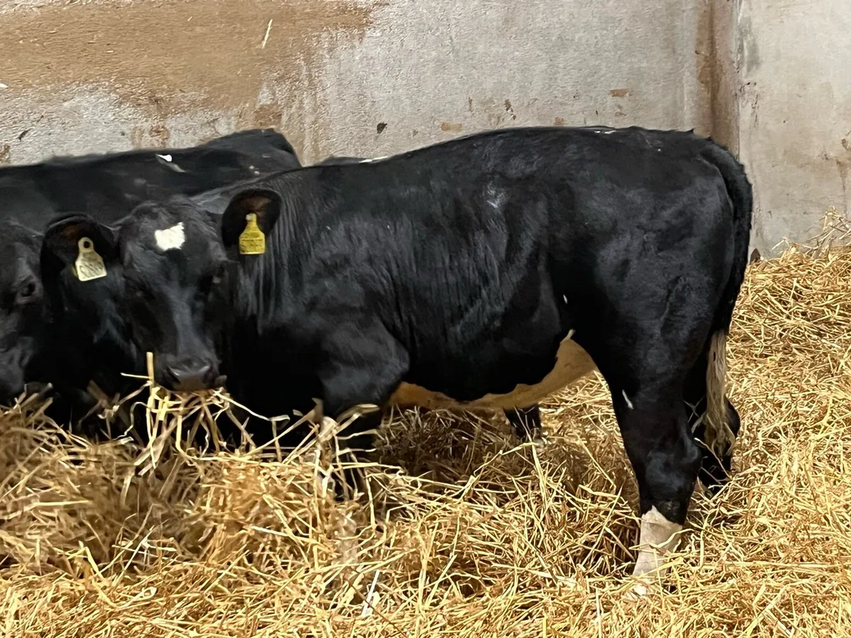 Super AA Heifer Weanlings - Image 3