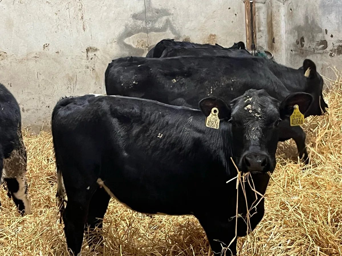 Super AA Heifer Weanlings - Image 4