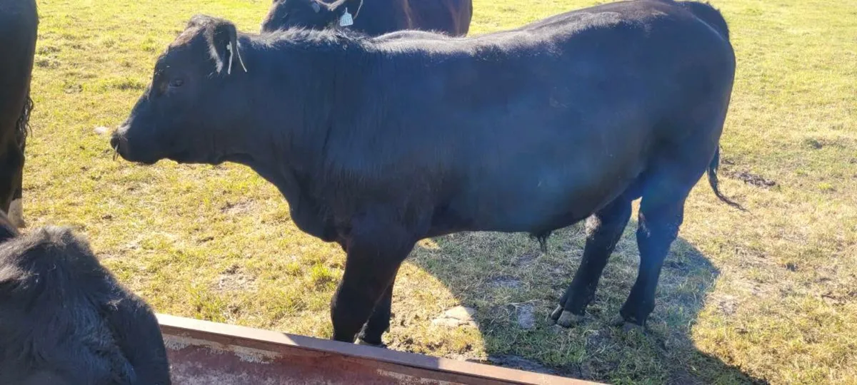 Pedigree Angus Bull - Image 1