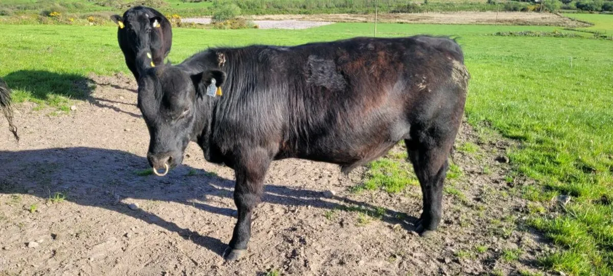 Pedigree Angus Bull - Image 2