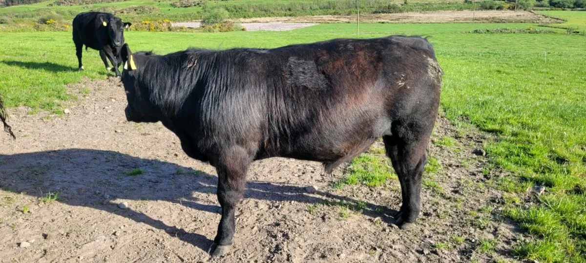 Pedigree Angus Bull - Image 3