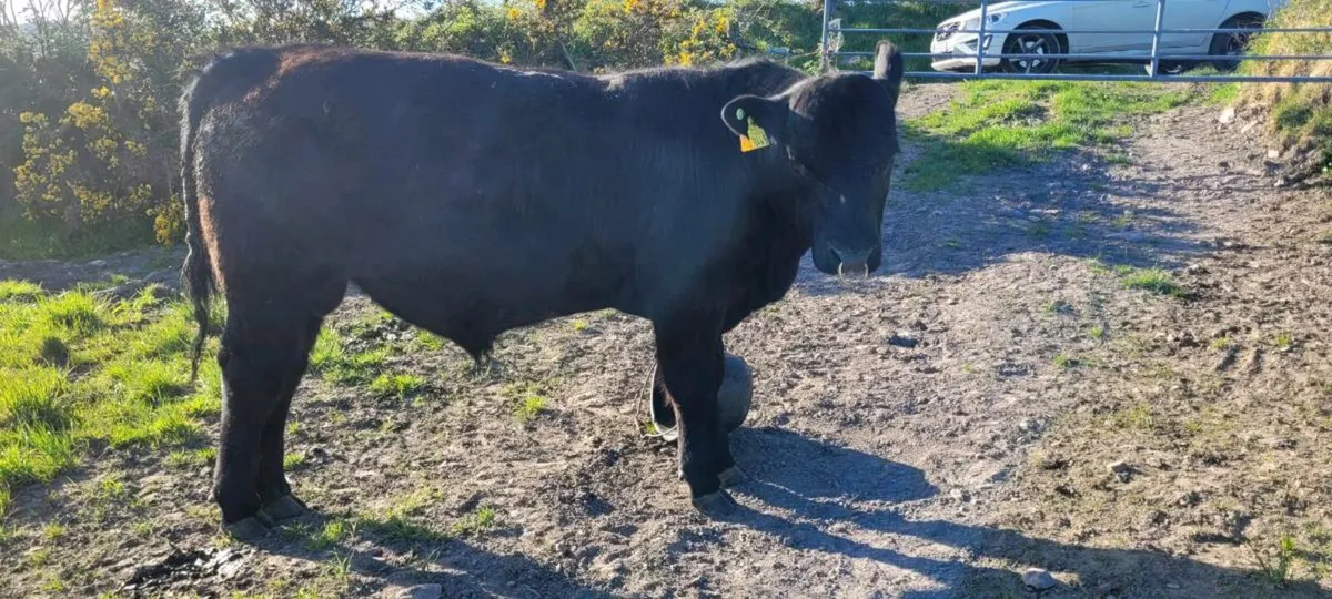 Pedigree Angus Bull - Image 4