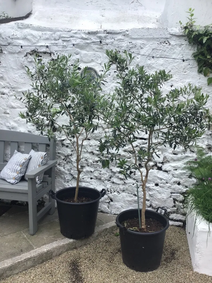 Olive Trees - Image 1