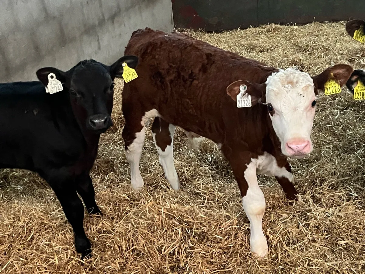 Super AA HE & Continental Grass Bull Runners - Image 2