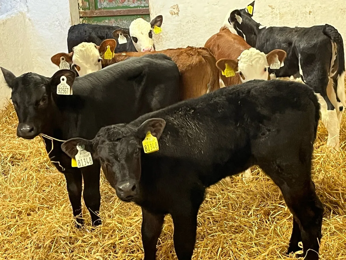 Super AA & HE Heifer Calves - Image 1