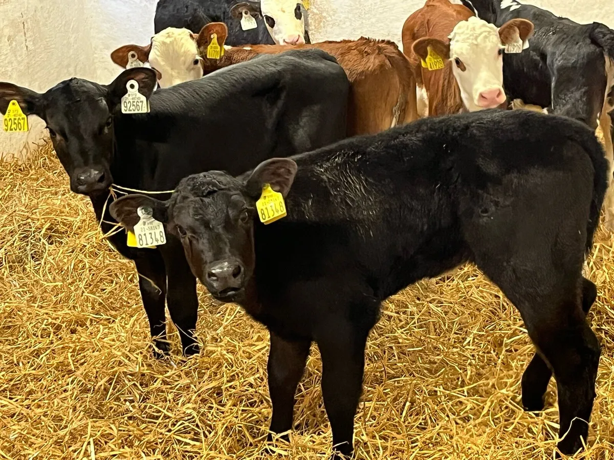 Super AA & HE Heifer Calves - Image 2