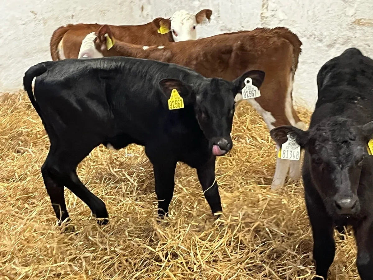 Super AA & HE Heifer Calves - Image 3