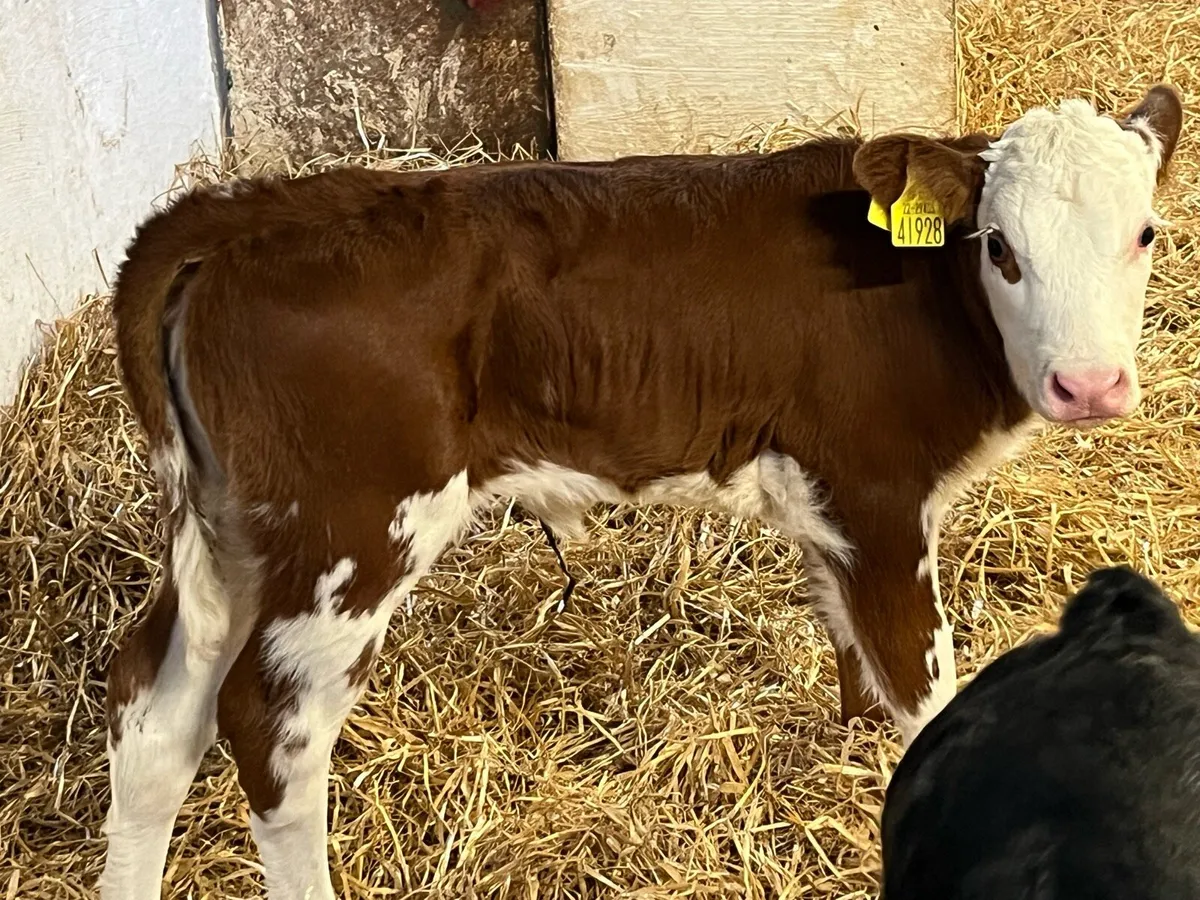 Super AA & HE Heifer Calves - Image 4