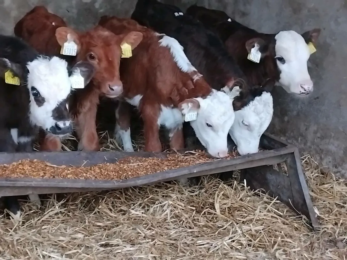5 Strong Hereford Calves - Image 1
