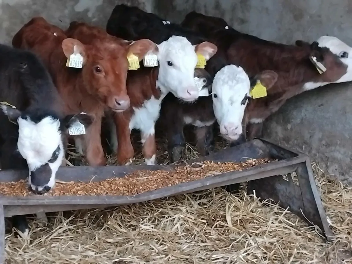 5 Strong Hereford Calves - Image 2