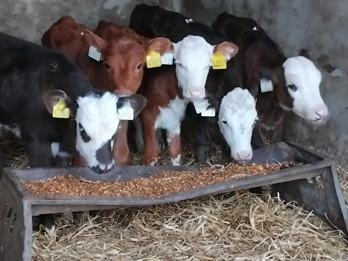 5 Strong Hereford Calves - Image 3
