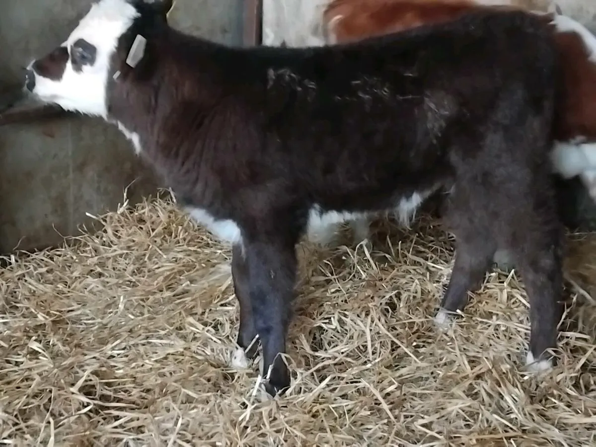 5 Strong Hereford Calves - Image 4