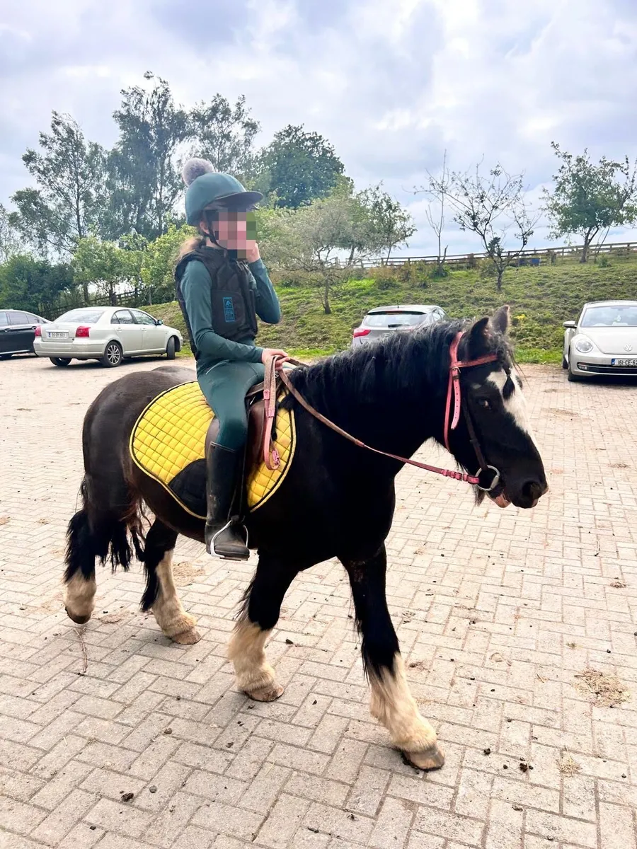 Cob pony - Image 1