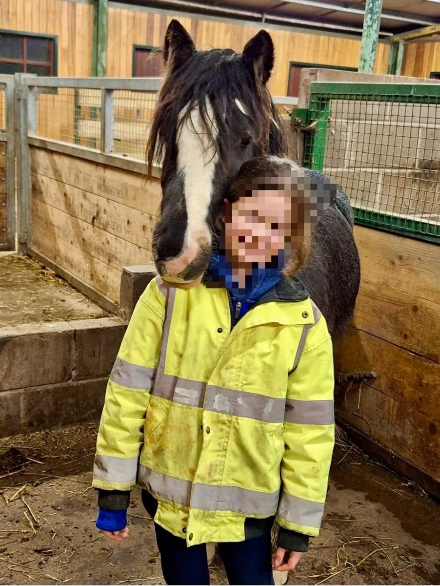 Cob pony - Image 3
