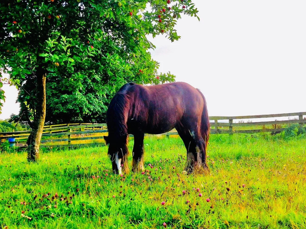 Cob pony - Image 4