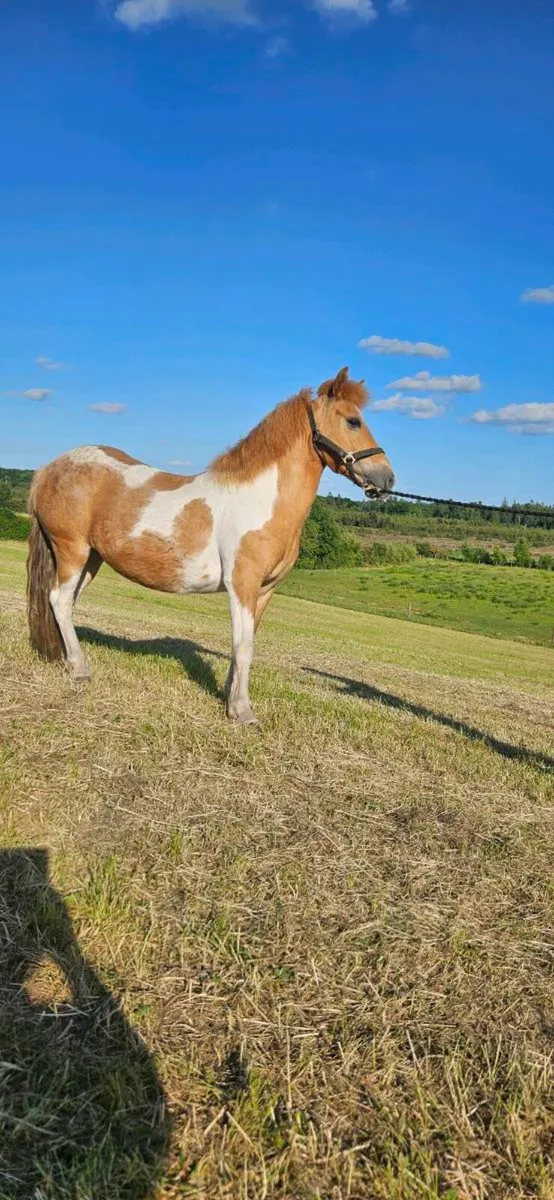 Pony - Image 1