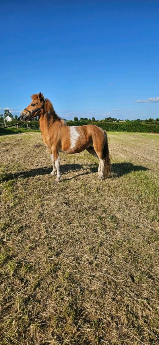 Pony - Image 2