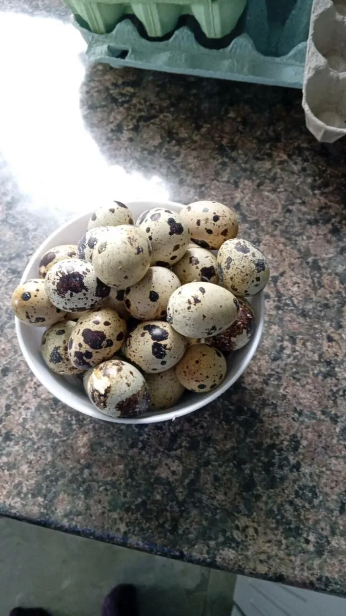 Quail eggs