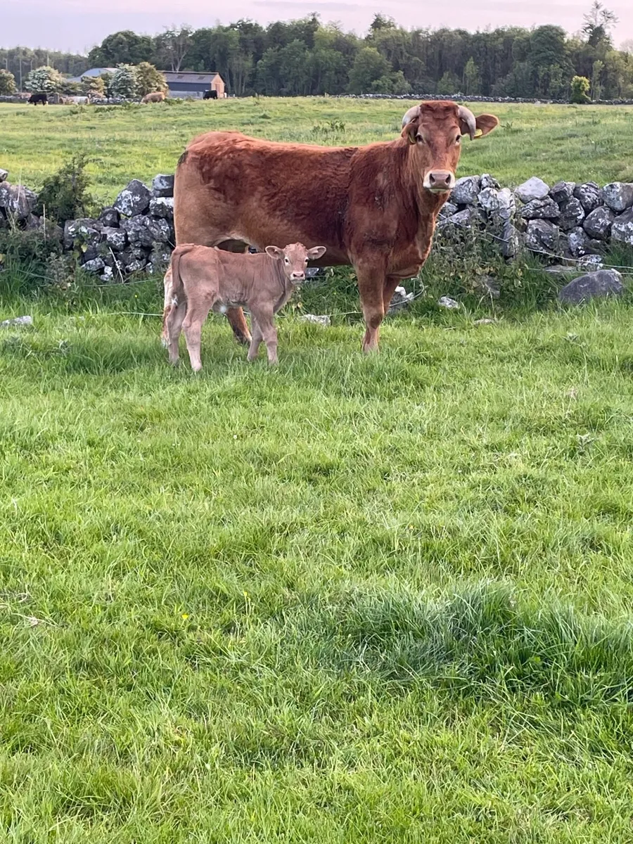 Second calf LM Cow - Image 1