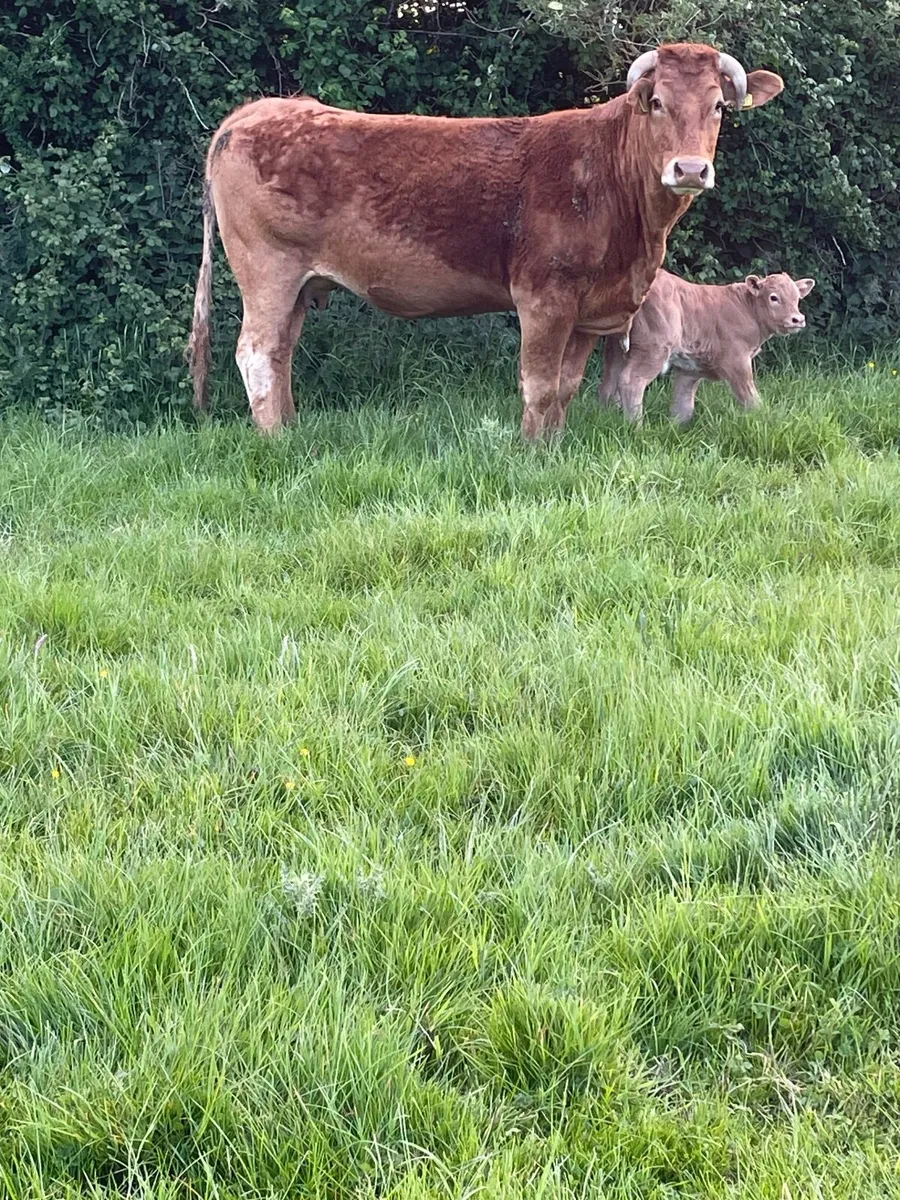 Second calf LM Cow - Image 3