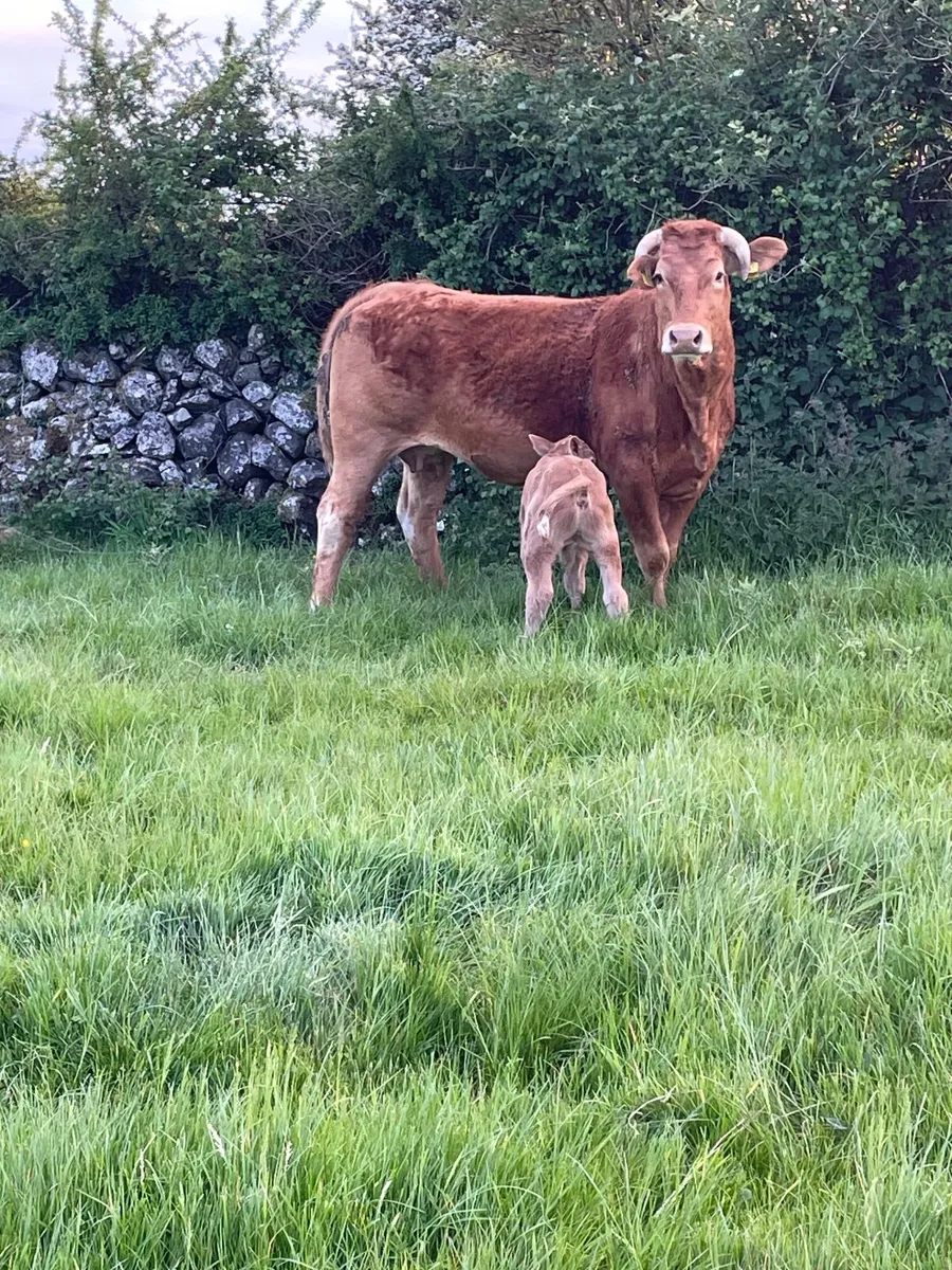 Second calf LM Cow - Image 2