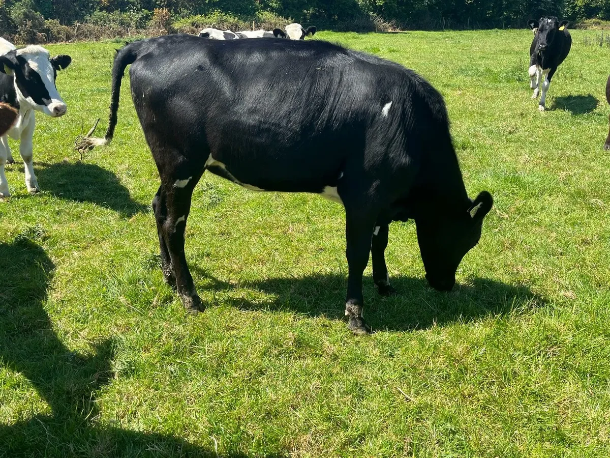 20 bulling heifers Enniscorthy Mart 27th of May - Image 2