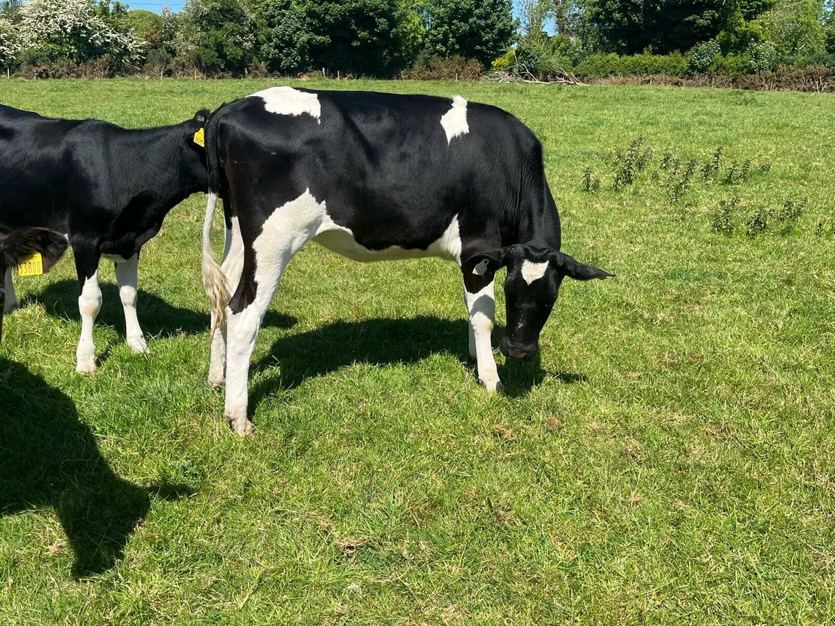 20 bulling heifers Enniscorthy Mart 27th of May - Image 3