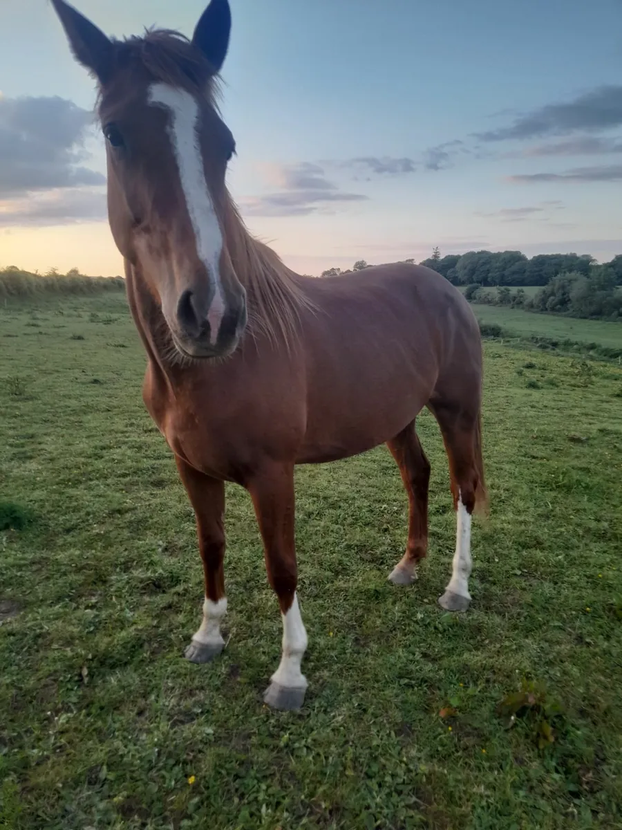 3 year ol Mare - Image 1
