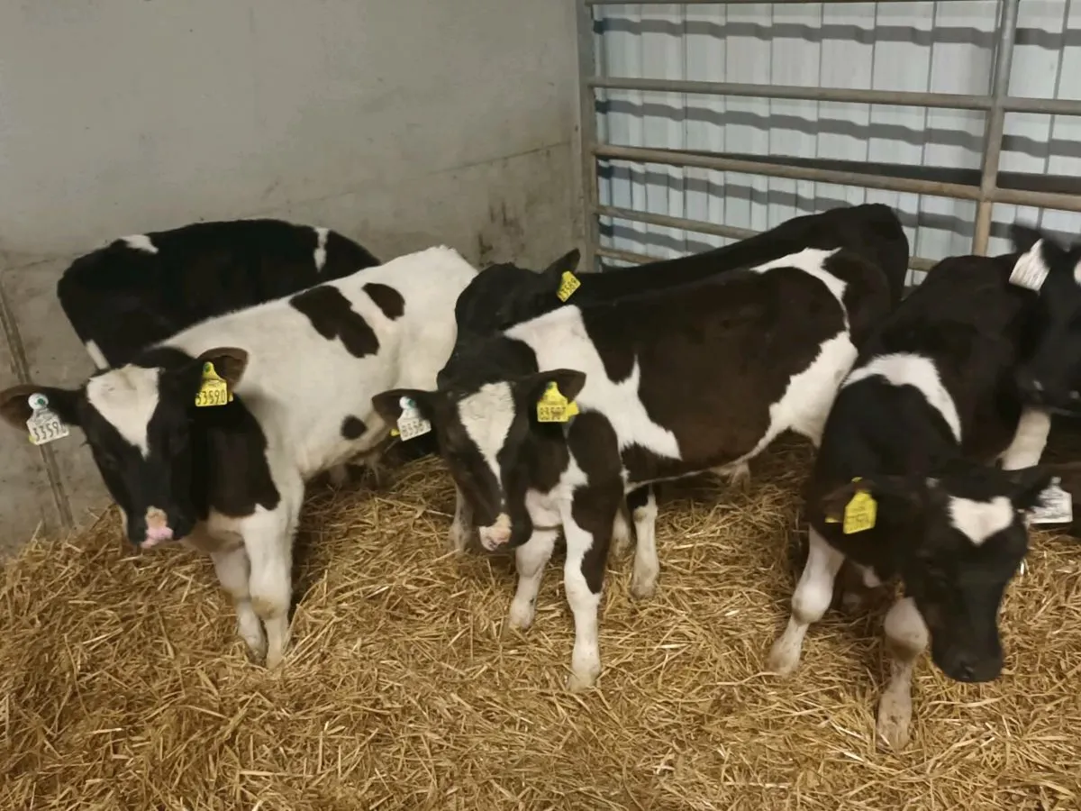 6 REARED BRITISH FRIESEN CALVES - Image 1