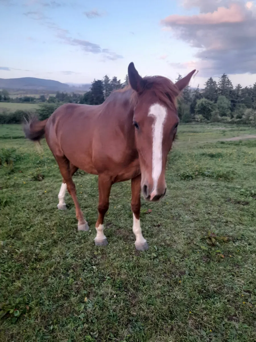 3 year ol Mare - Image 4