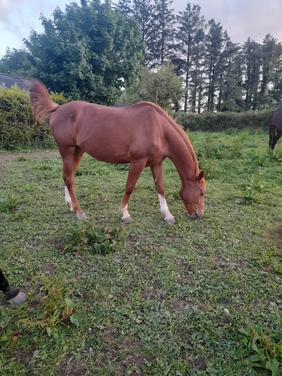 3 year ol Mare - Image 3