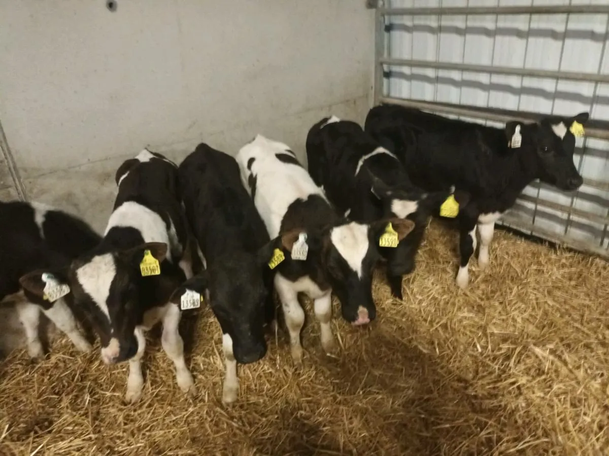 6 REARED BRITISH FRIESEN CALVES - Image 2