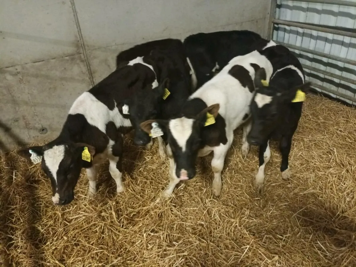 6 REARED BRITISH FRIESEN CALVES - Image 3