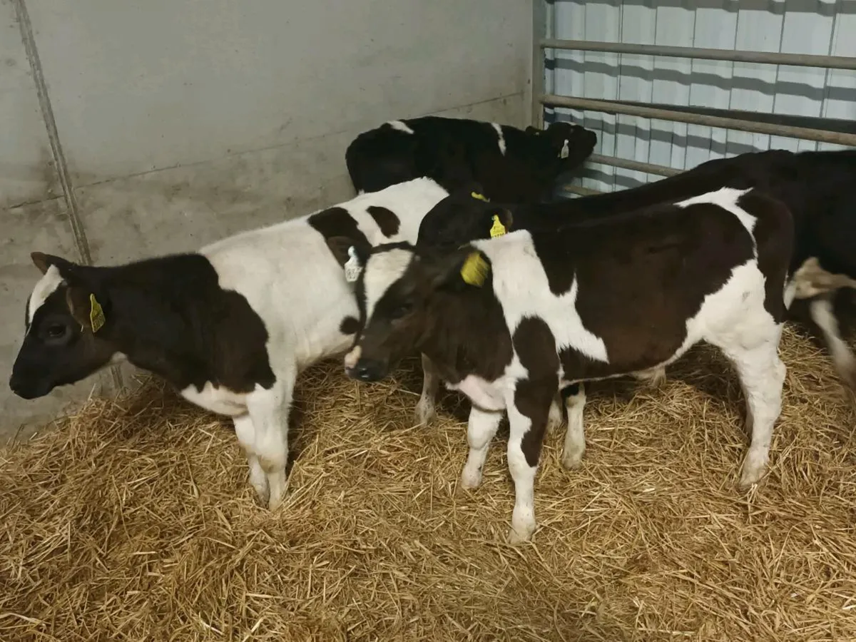 6 REARED BRITISH FRIESEN CALVES - Image 4