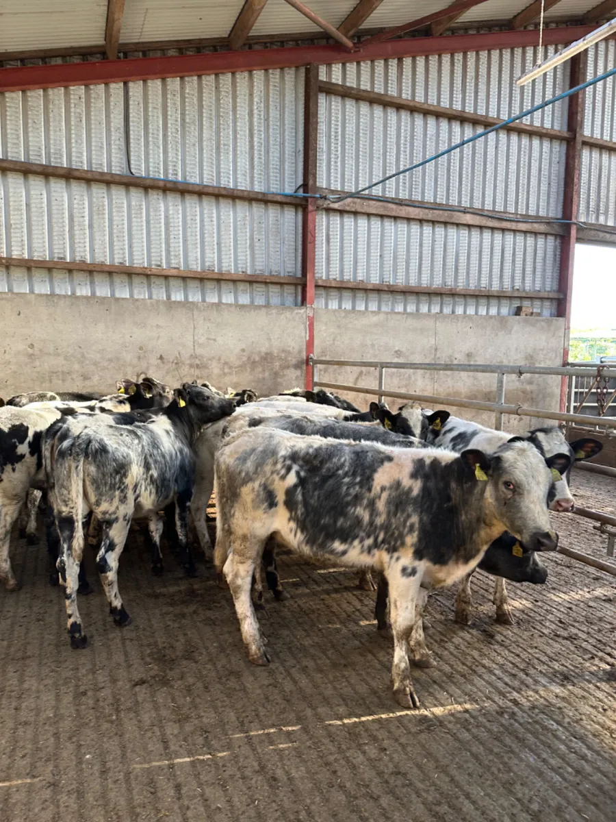 Blue heifers - Image 1