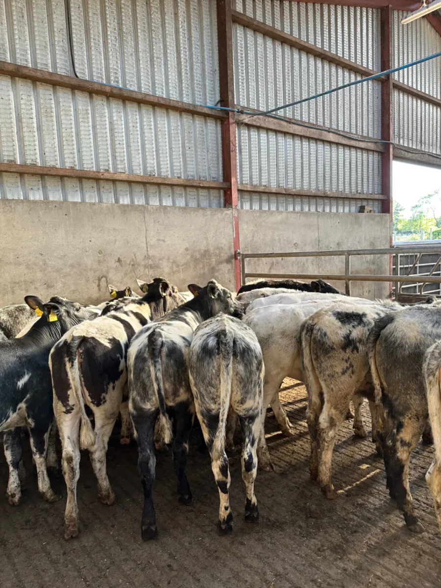 Blue heifers - Image 3