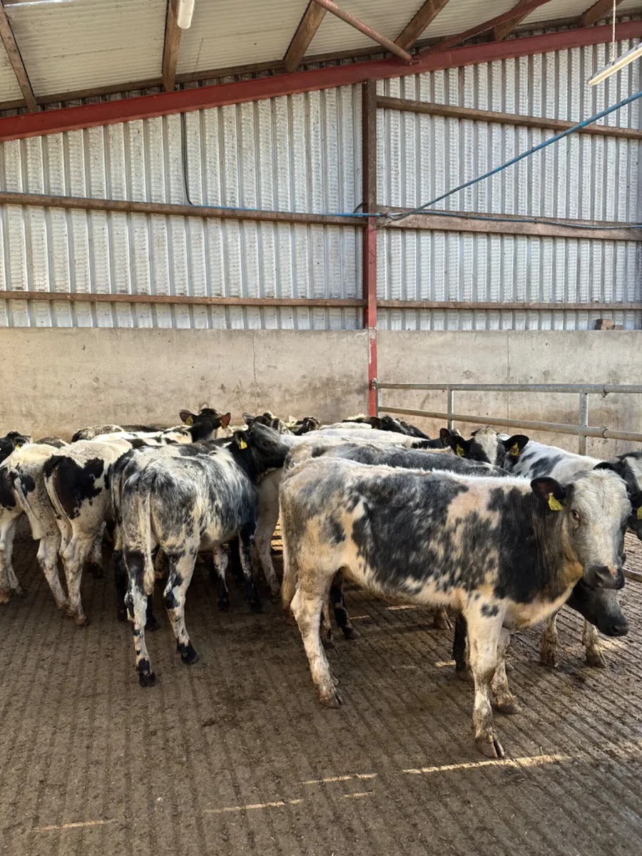 Blue heifers - Image 2