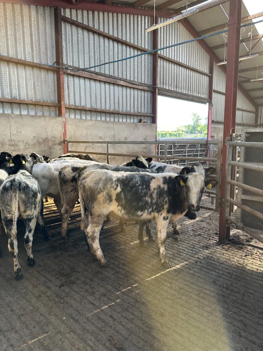 Blue heifers - Image 4