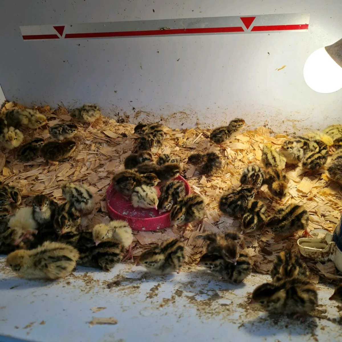 Quail - Image 2